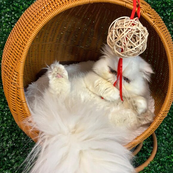 Egg Chair for small pet - Picture 4 of 6